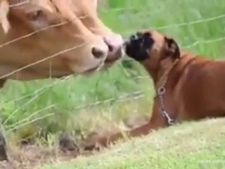 عجیب او حیران کن ویډیو_10