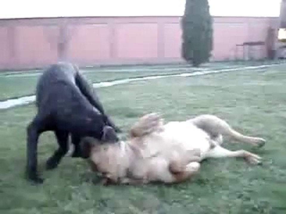 Cane Corso vs Dogo Canario - video Dailymotion