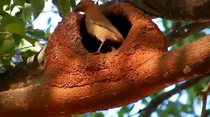 Brid Making Her Nest