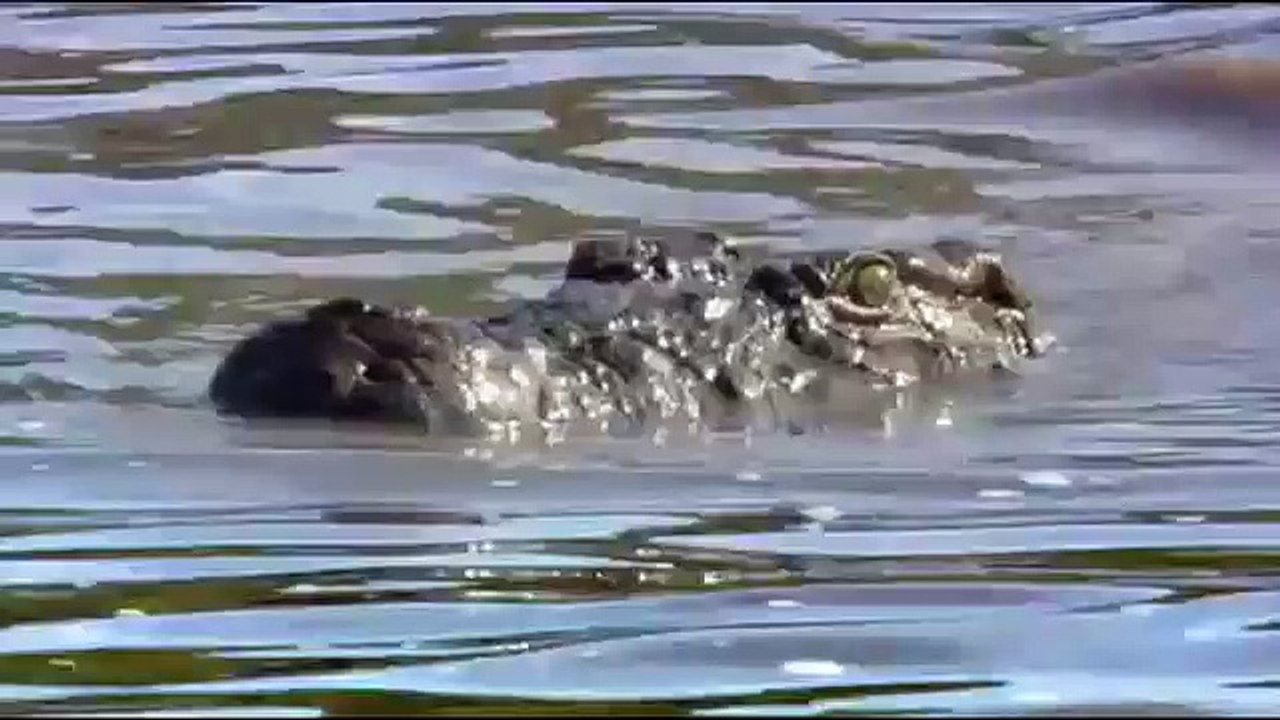 lion vs crocodile