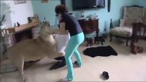 A Lion Attacks Man At Home