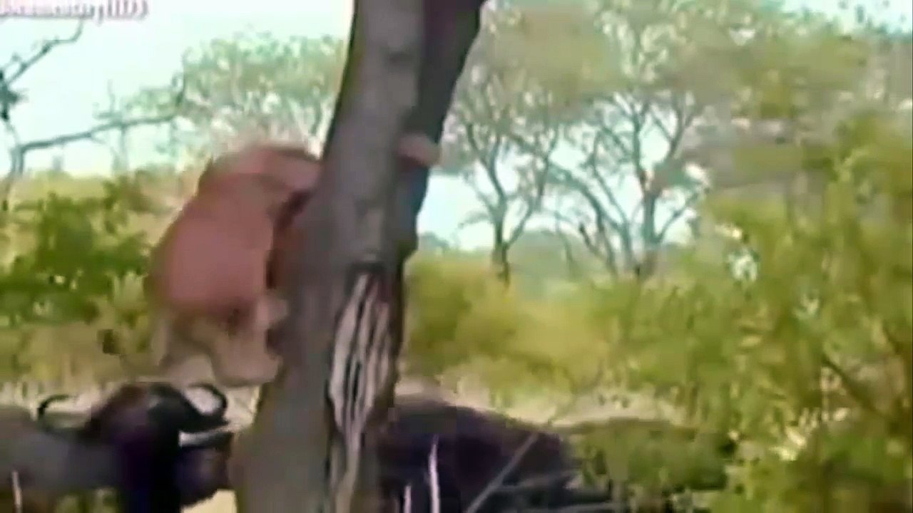 OMG lion in big trouble buffalo kills mercilessly