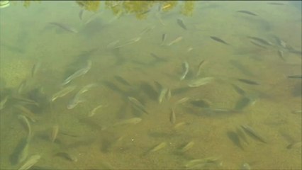 إقبال كبير على الاستزراع السمكي بالسودان