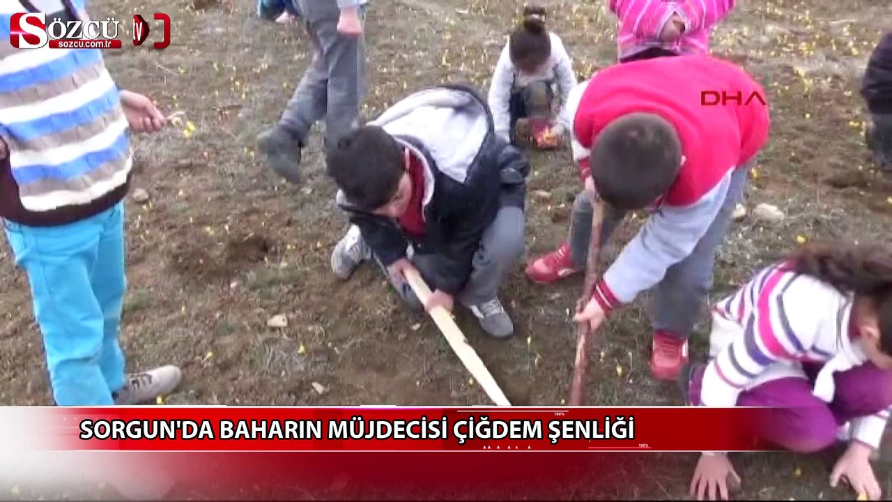 Sorgun'da baharın müjdecisi çiğdem şenliği