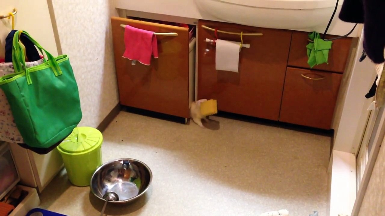 A ferret nests