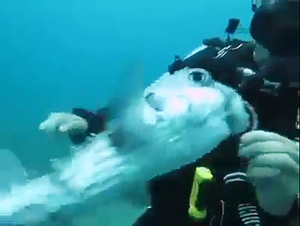 Amazing Fish Under Water