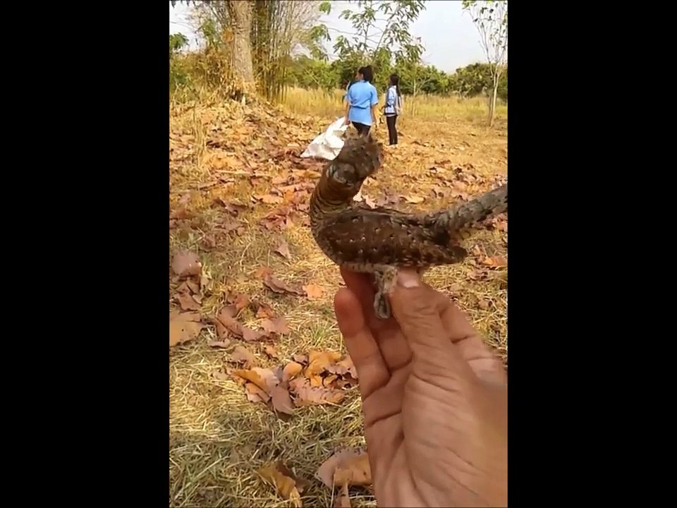 Bird With A Neck Like A Snake