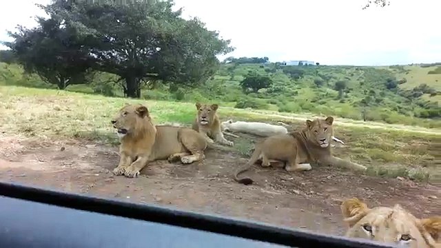 Lion opens car door