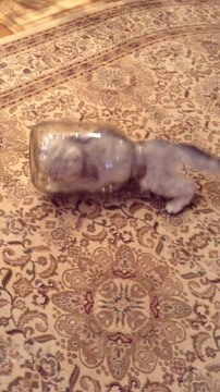 Un chaton très curieux fini dans un bocal!