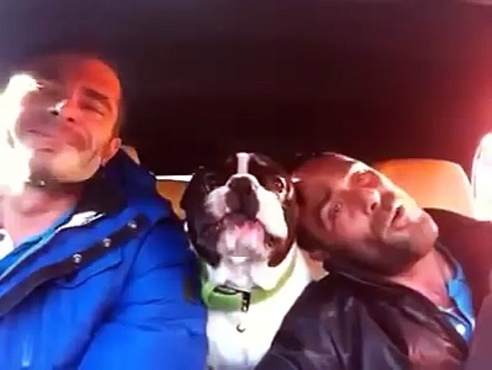 Le Petit Chien Qui Chante