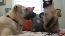Boxing Cat vs Dog - Funny !!! - Кот боксер против Собаки ! - Жесть !!!