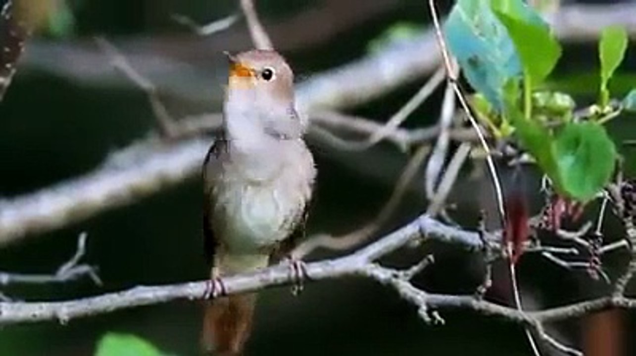 Bird Voice Amazing video 2015