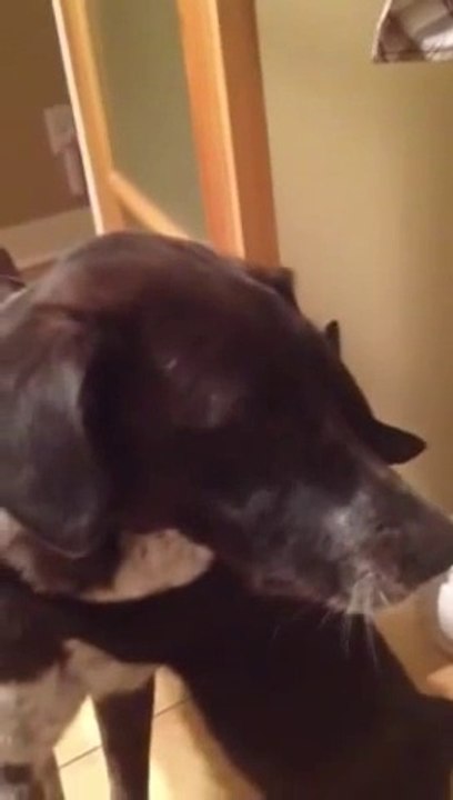 Retrouvailles entre un chien et un chat : trop mignon!