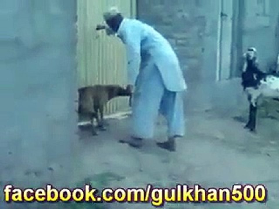 Funny Dog Dance Pathan 2015