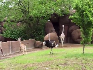 Funny Giraffe and Ostrich Play at Zoo ! - Просто Жираф и Страус играют в зоопарке !