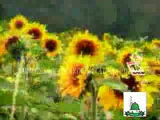 Shahid Mehmood QadriNAAT sharif free download  Shahid Mehmood mp4 by Dailymotion