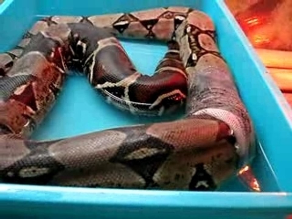 mue d'un boa constrictor impérator