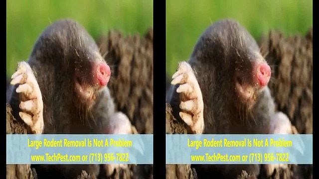 Pest Control Houston (713) 956-7822 Houston Exterminators