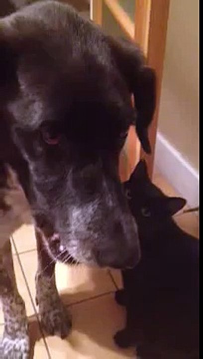 Un chat content de retrouver son pote chien