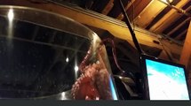 Un poulpe essaie de se faire la malle d'un aquarium à Seattle