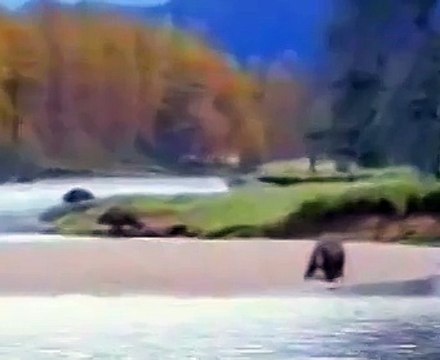 Pub drôle - pêcheur Vs Ours