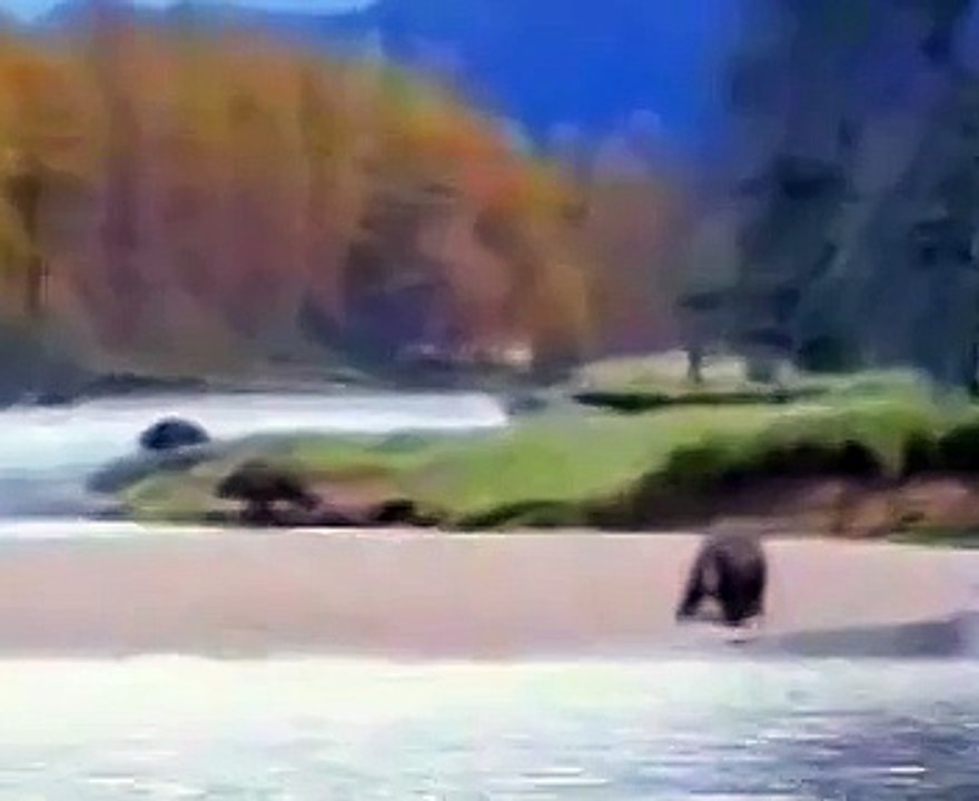 Pub drôle - pêcheur Vs Ours