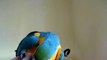 mon perroquet ararauna qui parle