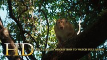 Watch Monkey Kingdom Full Movie Streaming Online (2015)