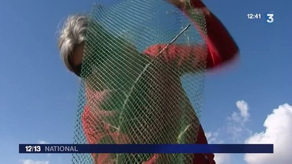 Deux associations aident à replanter des haies en Alsace