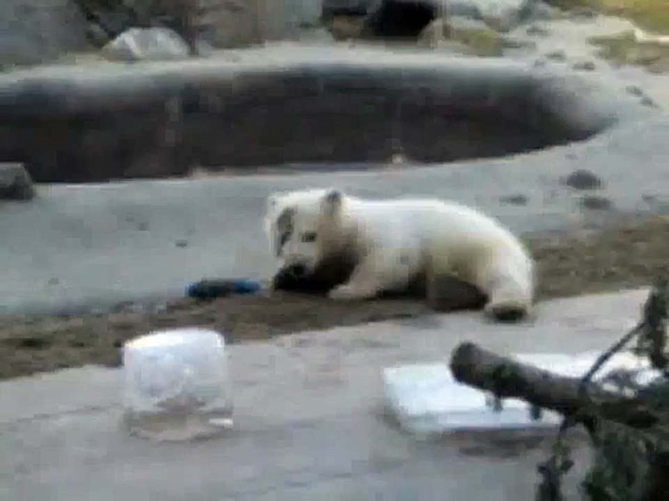 Baby Polar Bear Plays at Zoo ! - Белый Медвежонок играет в зоопарке !