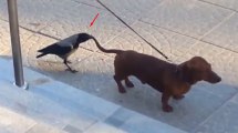 Bird Attacks Dog