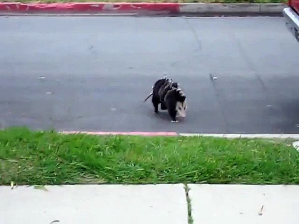 Opossum Transporting Babies on her back ! - Опоссум перевозит детенышей на !
