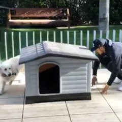 Neymar leva 'olé' de seu cachorro de estimação. Veja