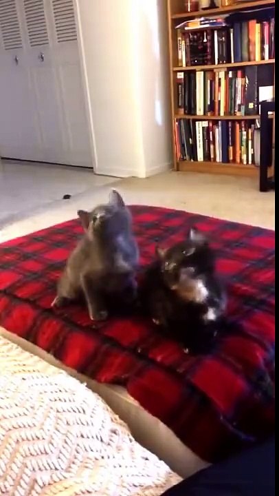 Rapper Cats