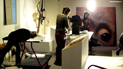 Sur la piste des grands singes... Le chantier