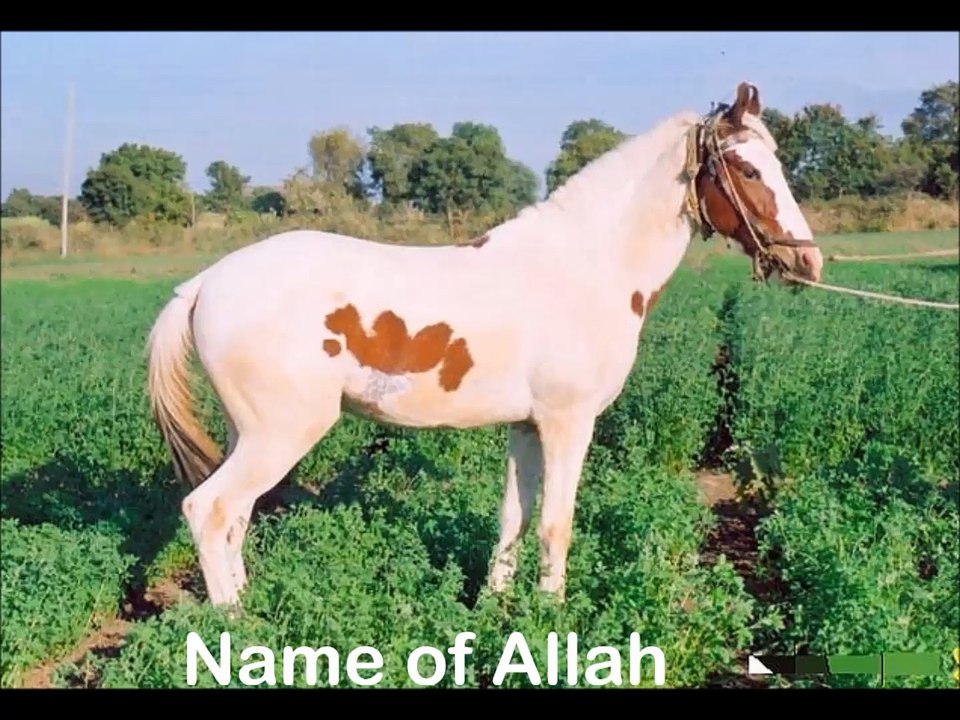 Signs to Allah in Nature!!!