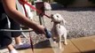 Bichon Frise Dogs get a Outside Bath...and they hate it!