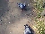 feeding to the pigeons (video movie animal pet bird dog cat zoo impact)