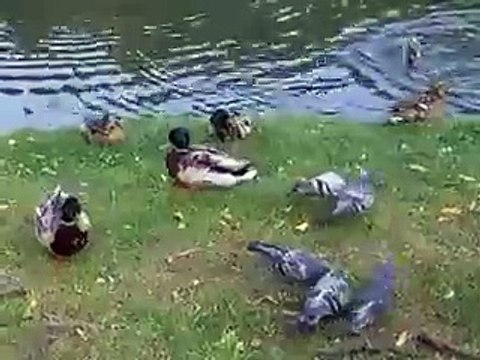 feeding to the pigeons and ducks in the park (video animal pet bird dog cat zoo impact)