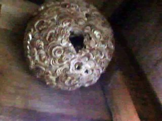 Giant hornet's nest BB shooting game in the ruins 1 (beehive gun attack video movie )