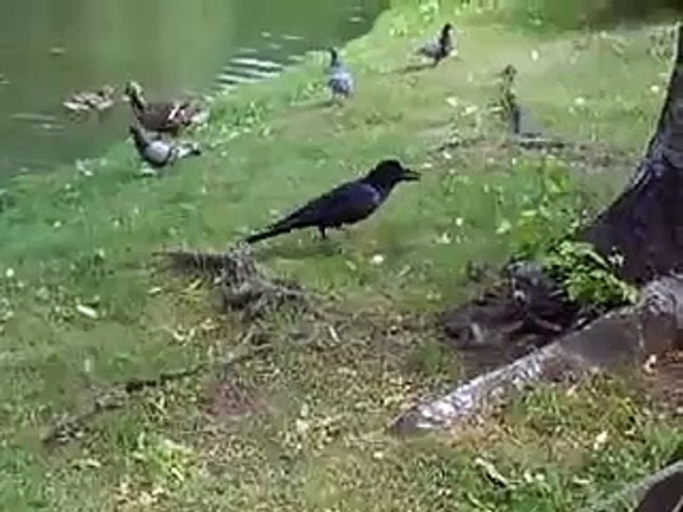 The unfair crow (video  movie animal pet bird dog cat zoo impact)