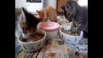 Funny Videos  Sleepy Animals Trying To Stay Awake   Cute Funny Videos of Sleepy Animals