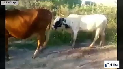 BEST Funny Videos ЛУЧШИЕ ПРИКОЛЫ и неудачи