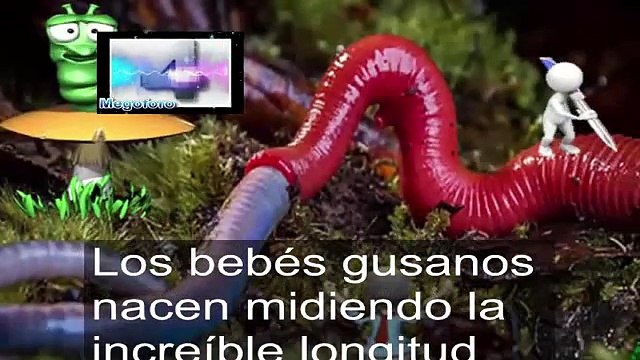 Encuentran Gusano Gigante de 4 metros, Saber, Conocer, Misterios y Enigmas, Español, Latino