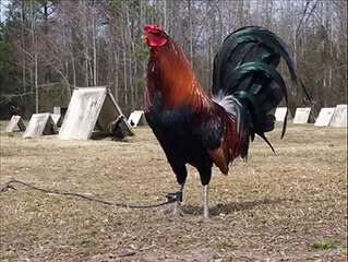 محمد نا صر صدیقی