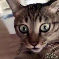 Gördükleri Karşısında Şaşkınlığını Gizleyemeyen...