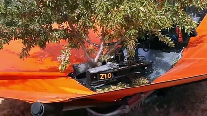 好棒喔 新型櫻桃採收機