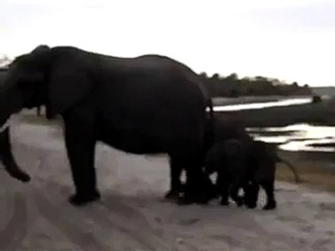 Baby Elephant Sneezes At Tourists