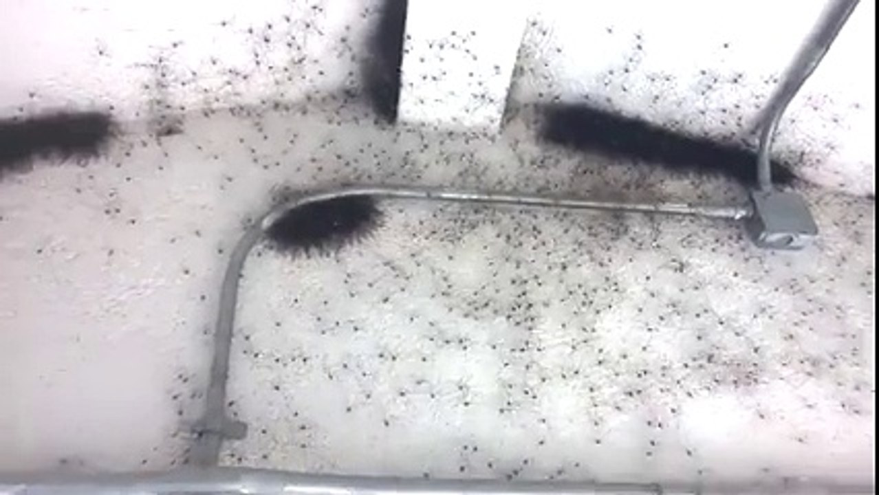 Une pièce remplie de ... NOPE NOPE NOPE !