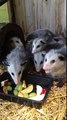 Ces bébés opossums mangent des fruits